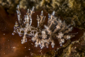  (Eubranchus doriae - 127639.1)  @11 [ ] CreativeCommons - Attribution Non-Commercial Share-Alike (2019) M. Malaquias University of Bergen, Natural History Collections