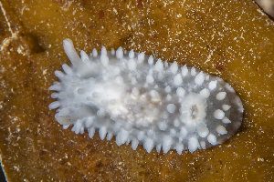  ( - 127651.1)  @11 [ ] CreativeCommons - Attribution Non-Commercial Share-Alike (2019) M. Malaquias University of Bergen, Natural History Collections