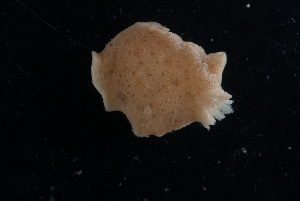  ( - 127710.1)  @11 [ ] by-nc-sa (2020) M. Malaquias University of Bergen, Natural History Collections