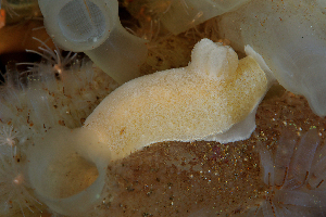  ( - 127775.1)  @11 [ ] by-nc-sa (2024) M. Malaquias University of Bergen, Natural History Collections