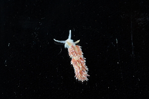  ( - 127827.1)  @11 [ ] CreativeCommons - Attribution Non-Commercial Share-Alike (2019) M. Malaquias University of Bergen, Natural History Collections
