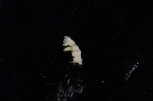  ( - 127847.1)  @11 [ ] CreativeCommons - Attribution Non-Commercial Share-Alike (2019) M. Malaquias University of Bergen, Natural History Collections