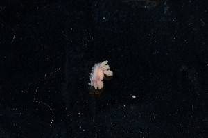  ( - 129695.1)  @11 [ ] CreativeCommons - Attribution Non-Commercial Share-Alike (2018) M. Malaquias University of Bergen, Natural History Collections