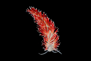  ( - 129766.1)  @11 [ ] CreativeCommons - Attribution Non-Commercial Share-Alike (2018) M. Malaquias University of Bergen, Natural History Collections