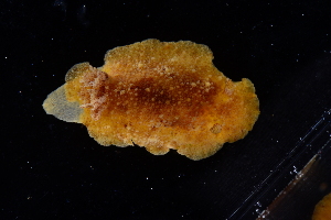  ( - 129847.1)  @11 [ ] CreativeCommons - Attribution Non-Commercial Share-Alike (2018) M. Malaquias University of Bergen, Natural History Collections