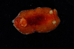  ( - 130627.1)  @11 [ ] CreativeCommons - Attribution Non-Commercial Share-Alike (2018) M. Malaquias University of Bergen, Natural History Collections