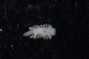  ( - 130690.1)  @11 [ ] CreativeCommons - Attribution Non-Commercial Share-Alike (2018) M. Malaquias University of Bergen, Natural History Collections