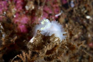  ( - 130699.1)  @11 [ ] CreativeCommons - Attribution Non-Commercial Share-Alike (2018) M. Malaquias University of Bergen, Natural History Collections