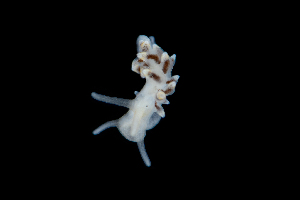  ( - 131707.1)  @11 [ ] CreativeCommons - Attribution Non-Commercial Share-Alike (2018) M. Malaquias University of Bergen, Natural History Collections