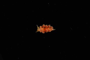  ( - 125036.1)  @11 [ ] CreativeCommons - Attribution Non-Commercial Share-Alike (2018) M. Malaquias University of Bergen, Natural History Collections