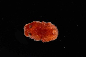  ( - 125037.1)  @11 [ ] CreativeCommons - Attribution Non-Commercial Share-Alike (2018) M. Malaquias University of Bergen, Natural History Collections