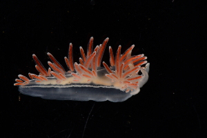  (Coryphella lineata - 125074.1)  @11 [ ] CreativeCommons - Attribution Non-Commercial Share-Alike (2018) M. Malaquias University of Bergen, Natural History Collections