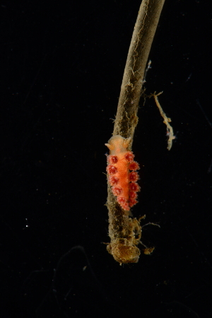  ( - 125084.1)  @11 [ ] CreativeCommons - Attribution Non-Commercial Share-Alike (2018) M. Malaquias University of Bergen, Natural History Collections