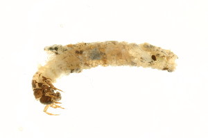  ( - 09PROBE-01676)  @12 [ ] CreativeCommons - Attribution (2009) CBG Photography Group Centre for Biodiversity Genomics