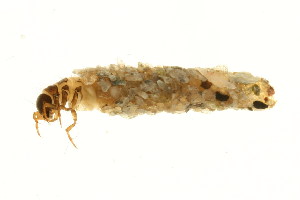  ( - 09PROBE-01677)  @12 [ ] CreativeCommons - Attribution (2009) CBG Photography Group Centre for Biodiversity Genomics