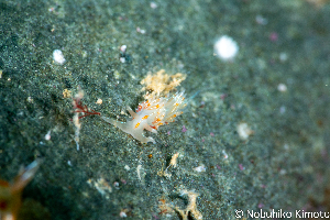  (Hermissenda emurai - SWNK013)  @11 [ ] by-sa  Unspecified Unspecified