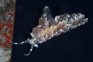  (Baeolidia australis - SWKI160)  @11 [ ] by-sa  Unspecified Unspecified