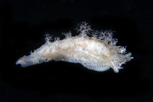  (Tritoniopsis - SWKI163)  @11 [ ] by-sa  Unspecified Unspecified