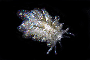  (Mourgona - SWKI166)  @11 [ ] by-sa  Unspecified Unspecified