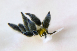  (Ercolania endophytophaga - SWKI179)  @11 [ ] by-sa  Unspecified Unspecified