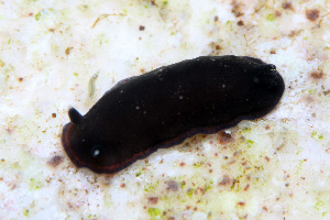  ( - SWKI208)  @11 [ ] by-sa  Unspecified Unspecified