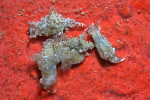  ( - SWKI246)  @11 [ ] by-sa  Unspecified Unspecified