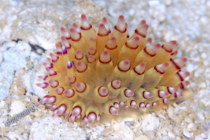  (Janolus savinkini - SWKI256)  @11 [ ] by-sa  Unspecified Unspecified