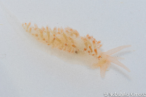  (Occidenthella - SWNK026)  @11 [ ] by-sa  Unspecified Unspecified