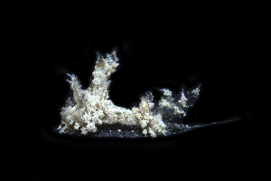  (Janolus mirabilis - SWKI280)  @11 [ ] by-sa  Unspecified Unspecified