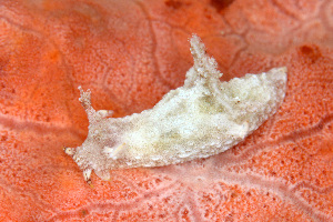  (Trapania - SWKI294)  @11 [ ] by-sa  Unspecified Unspecified