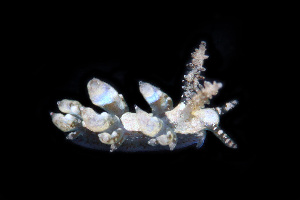  (Baeolidia - SWKI311)  @11 [ ] by-sa  Unspecified Unspecified