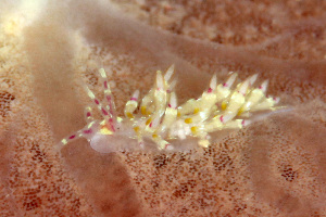  (Abronica purpureoanulata - SWKI314)  @11 [ ] by-sa  Unspecified Unspecified