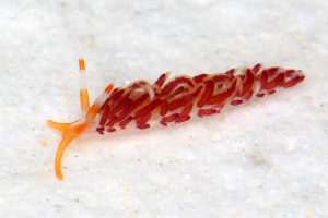  (Phidiana - SWKI317)  @11 [ ] by-sa  Unspecified Unspecified