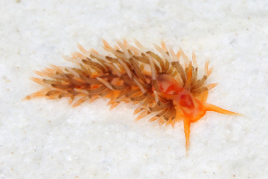  (Sakuraeolis - SWKI322)  @11 [ ] by-sa  Unspecified Unspecified