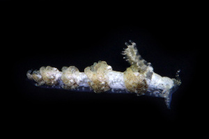  (Noumeaella - SWKI324)  @11 [ ] by-sa  Unspecified Unspecified