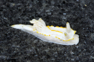  (Goniodoridinae - SWKI326)  @11 [ ] by-sa  Unspecified Unspecified