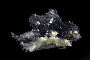  (Hermaeidae - SWKI336)  @11 [ ] by-sa  Unspecified Unspecified