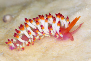  (Coryphellina delicata - SWKI337)  @11 [ ] by-sa  Unspecified Unspecified