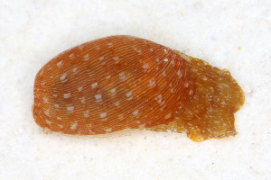  (Hamineobulla - SWKI345)  @11 [ ] by-sa  Unspecified Unspecified