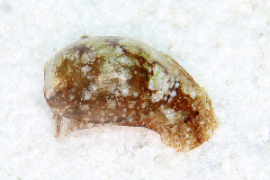  (Haloa - SWKI358)  @11 [ ] by-sa  Unspecified Unspecified