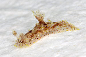  (Plocamopherus ceylonicus - SWKI365)  @11 [ ] by-sa  Unspecified Unspecified