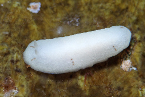  (Phyllidia larryi - SWKI369)  @11 [ ] by-sa  Unspecified Unspecified