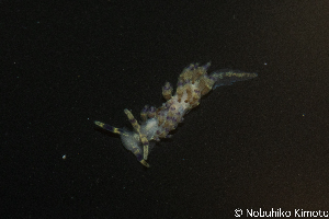  ( - SWNK038)  @11 [ ] by-sa  Unspecified Unspecified