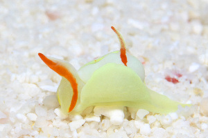  (Siphopteron - SWKI388)  @11 [ ] by-sa  Unspecified Unspecified