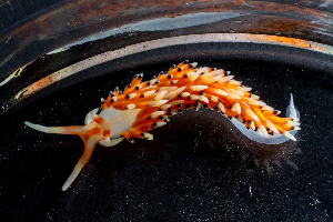  ( - SWNK039)  @11 [ ] by-sa  Unspecified Unspecified