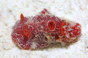  (Sclerodoris - SWKI392)  @11 [ ] by-sa  Unspecified Unspecified