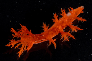  (Dendronotus zakuro - SWNK044)  @11 [ ] by-sa  Unspecified Unspecified