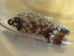  ( - SWRO044)  @11 [ ] CreativeCommons - Attribution Share-Alike (2025) Unspecified Chiba University