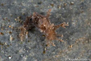  (Dendronotus primorjensis - SWNK046)  @11 [ ] by-sa  Unspecified Unspecified