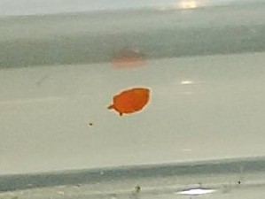  ( - SWTA193)  @11 [ ] CreativeCommons - Attribution Share-Alike (2025) Unspecified Chiba University